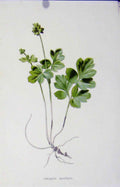 Original Old Antique Print Fine Art Wild Flower Tuberous Moschatel C1883 19th