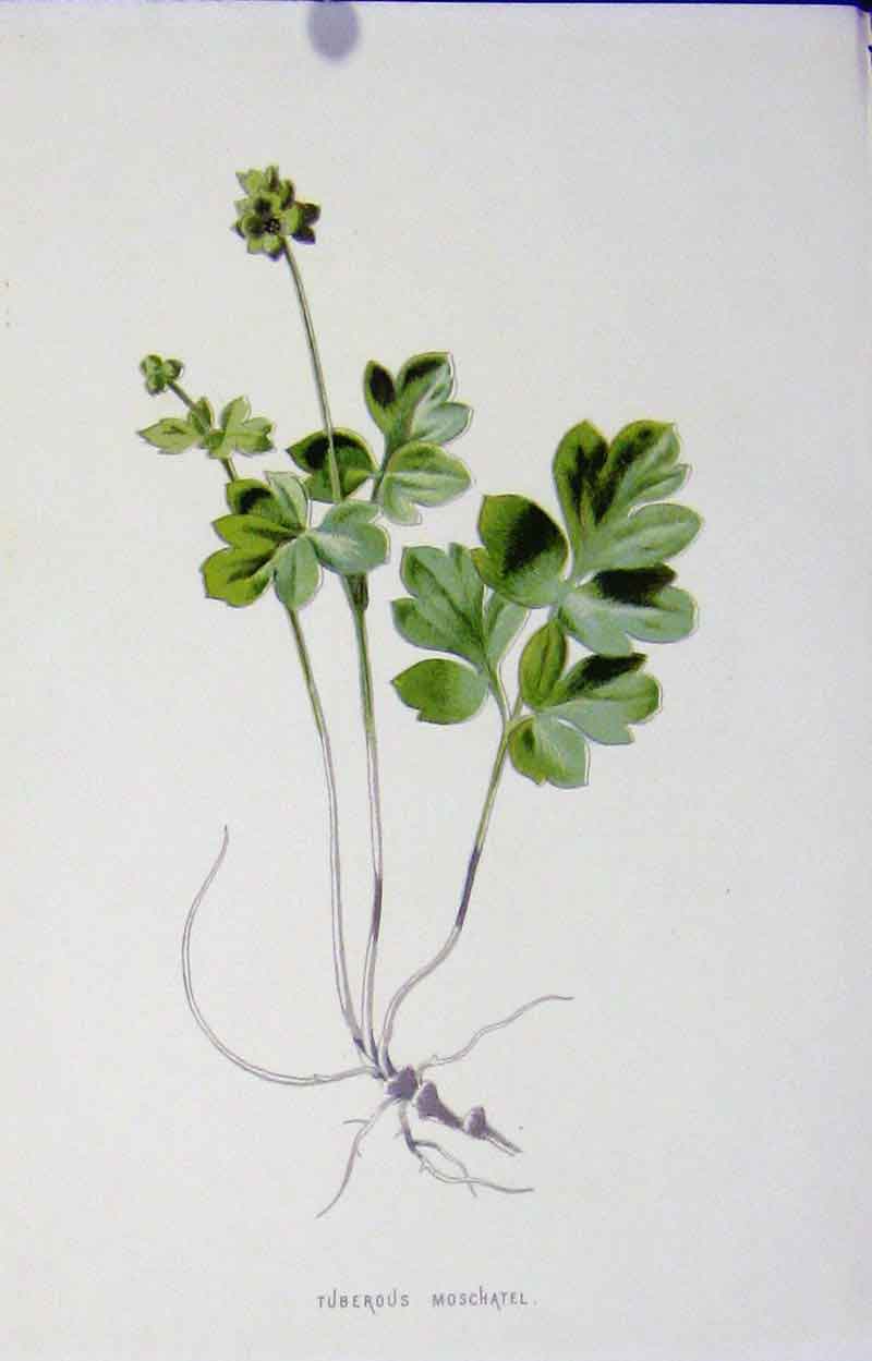 Original Old Antique Print Fine Art Wild Flower Tuberous Moschatel C1883 19th