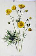 Original Old Antique Print Upright Meadow Crowfoot Fine Art Editorial