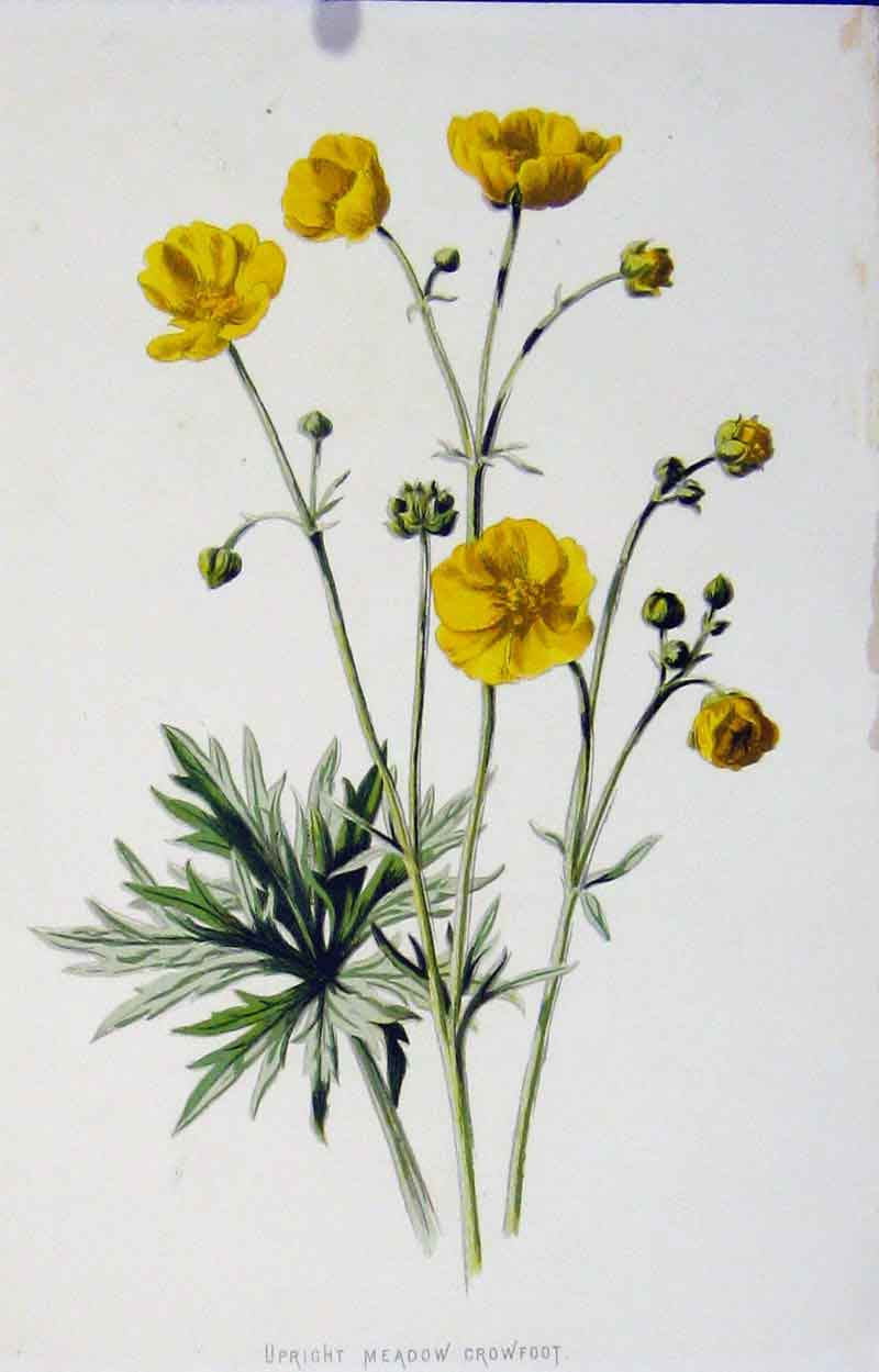 Original Old Antique Print Upright Meadow Crowfoot Fine Art Editorial