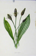 Original Old Antique Print Lambs Tongue Wild Flower Fine Art Color