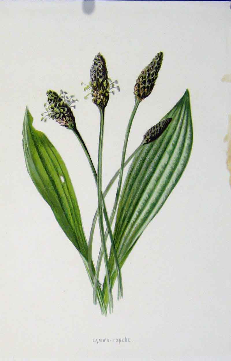 Original Old Antique Print Lambs Tongue Wild Flower Fine Art Color