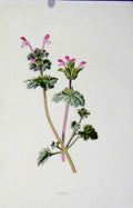 Original Old Antique Print Henbit Plant Wild Flower Fine Art Color C1883 19th