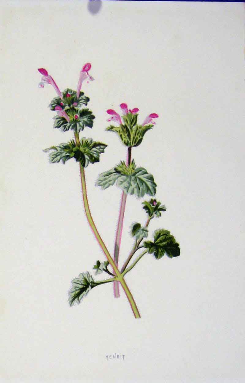 Original Old Antique Print Henbit Plant Wild Flower Fine Art Color C1883 19th