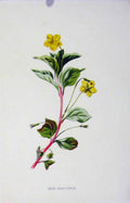 Original Old Antique Print Wood Loosestrife Fine Art Wild Flower Color