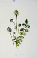 Original Old Antique Print Fine Art Salad Burnet Wild Flower C1883 Color 19th