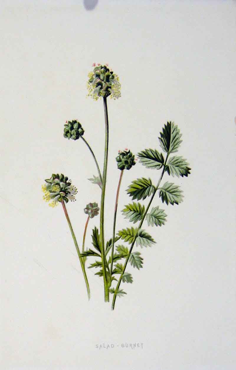 Original Old Antique Print Fine Art Salad Burnet Wild Flower C1883 Color 19th