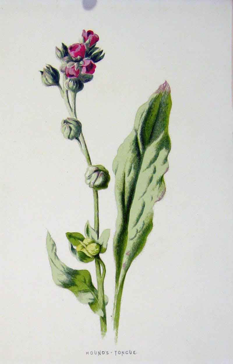 Original Old Antique Print Wild Flower Hounds Tongue Color C1883 19th