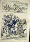 Original Old Antique Print 1855 Birmingham Poultry Show Cup Pigeons Chicken Duck