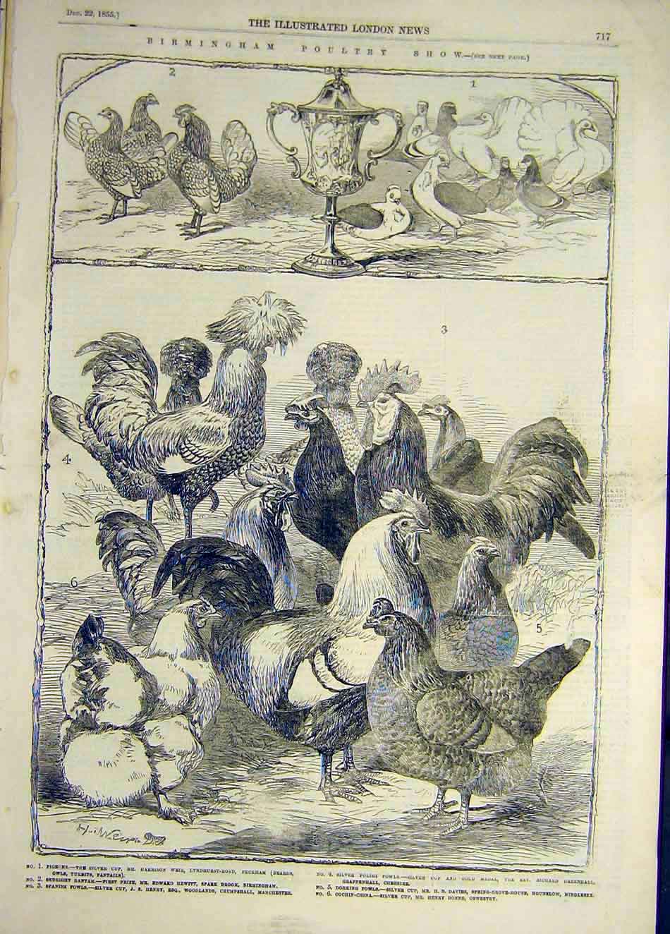 Original Old Antique Print 1855 Birmingham Poultry Show Cup Pigeons Chicken Duck