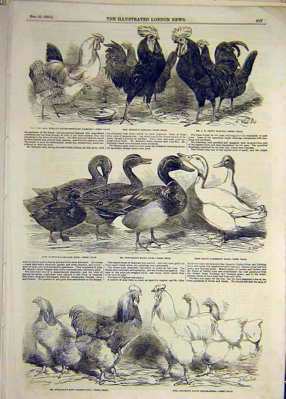 Original Old Antique Print 1852 Chickens Birds Poultry Duck Cohin-China Animals