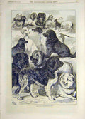 Original Old Antique Print 1870 Prize Dogs Birmingham Show Sketches Victorian
