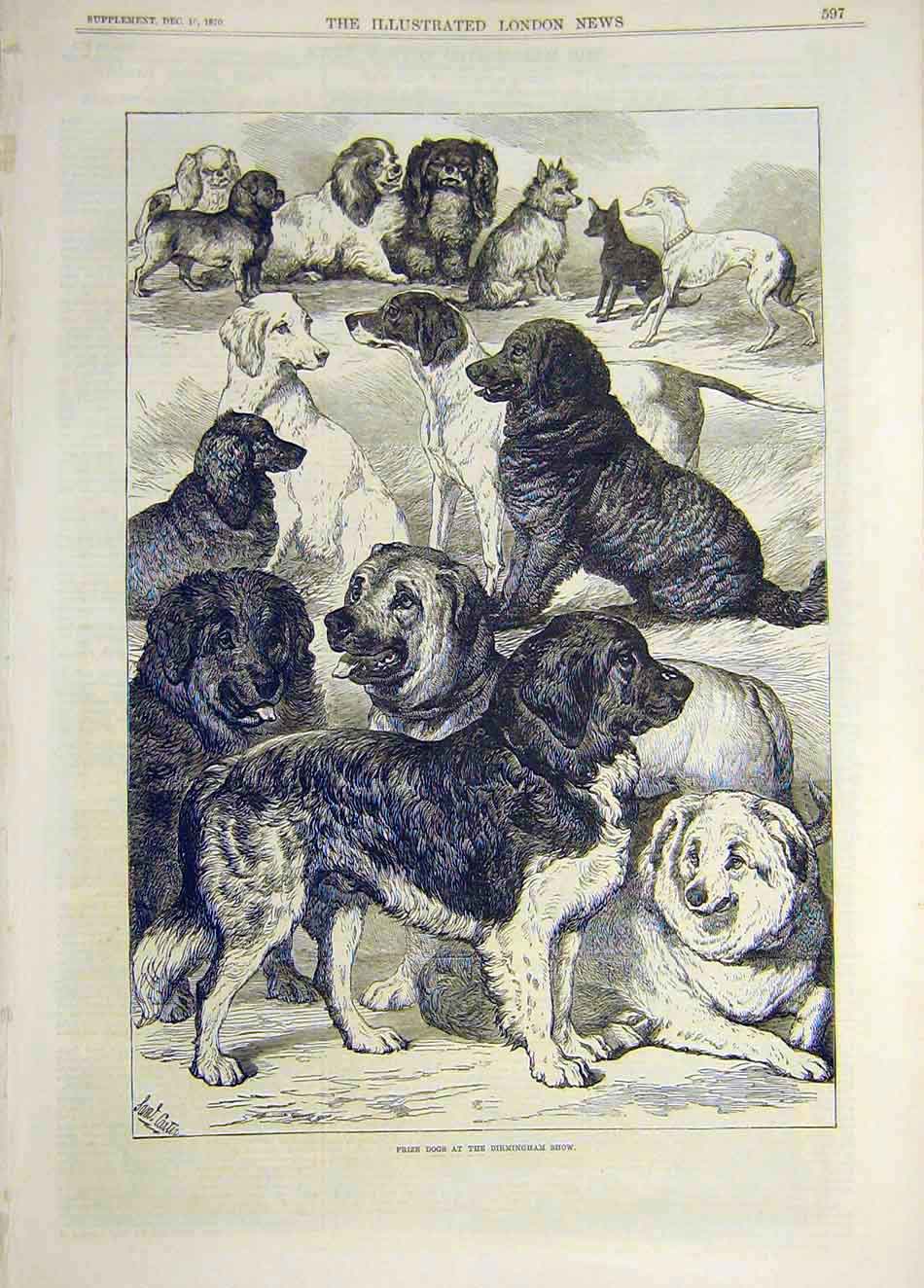 Original Old Antique Print 1870 Prize Dogs Birmingham Show Sketches Victorian