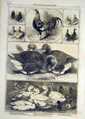 Old Antique Print 1859 Birmingham Poultry Show Birds Ducks Chicken Pigeon 19th