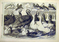 Original Old Antique Print 1869 Prize Turkeys Ducks Pigeons Birmingham Poultry