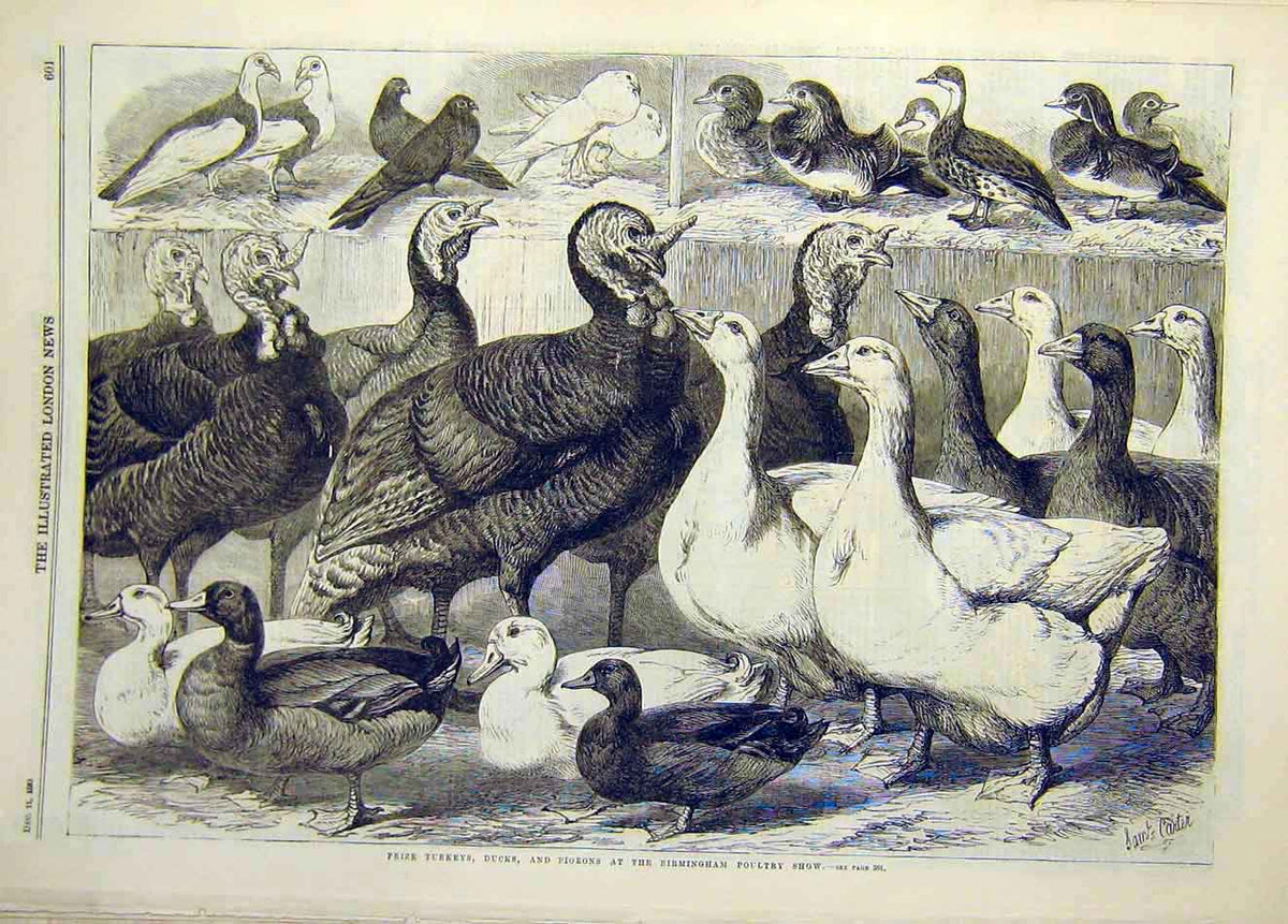 Original Old Antique Print 1869 Prize Turkeys Ducks Pigeons Birmingham Poultry