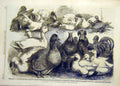 Old Antique Print 1865 Prize Birds Birmingham Poultry Show Ducks Chicken 19th