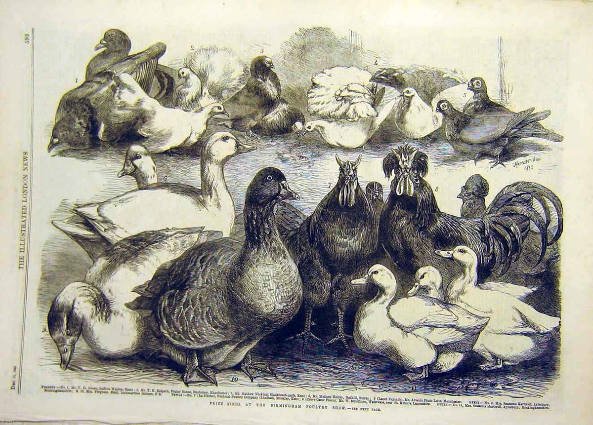 Old Antique Print 1865 Prize Birds Birmingham Poultry Show Ducks Chicken 19th