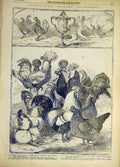Original Old Antique Print 1855 Birmingham Poultry Show Chickens Birds Victorian