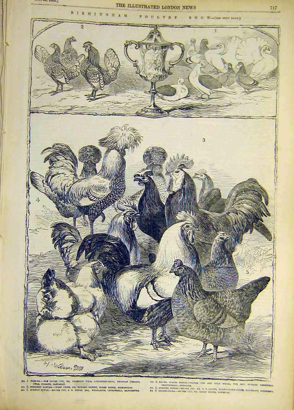 Original Old Antique Print 1855 Birmingham Poultry Show Chickens Birds Victorian