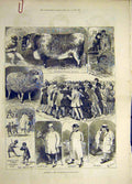 Original Old Antique Print 1882 Sketches Animal People Smithfield Cattle Sheep
