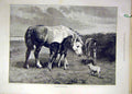 Original Old Antique Print 1894 Moody Chance-Aquaintance Mare Foals Pig Animal