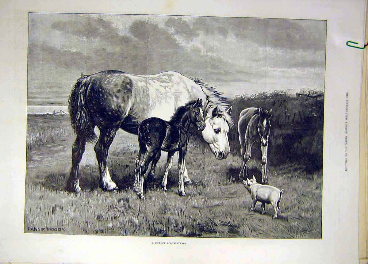 Original Old Antique Print 1894 Moody Chance-Aquaintance Mare Foals Pig Animal