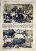 Original Old Antique Print 1856 Cattle Bazaar Hereford Ox Cow Shorthorn Animal
