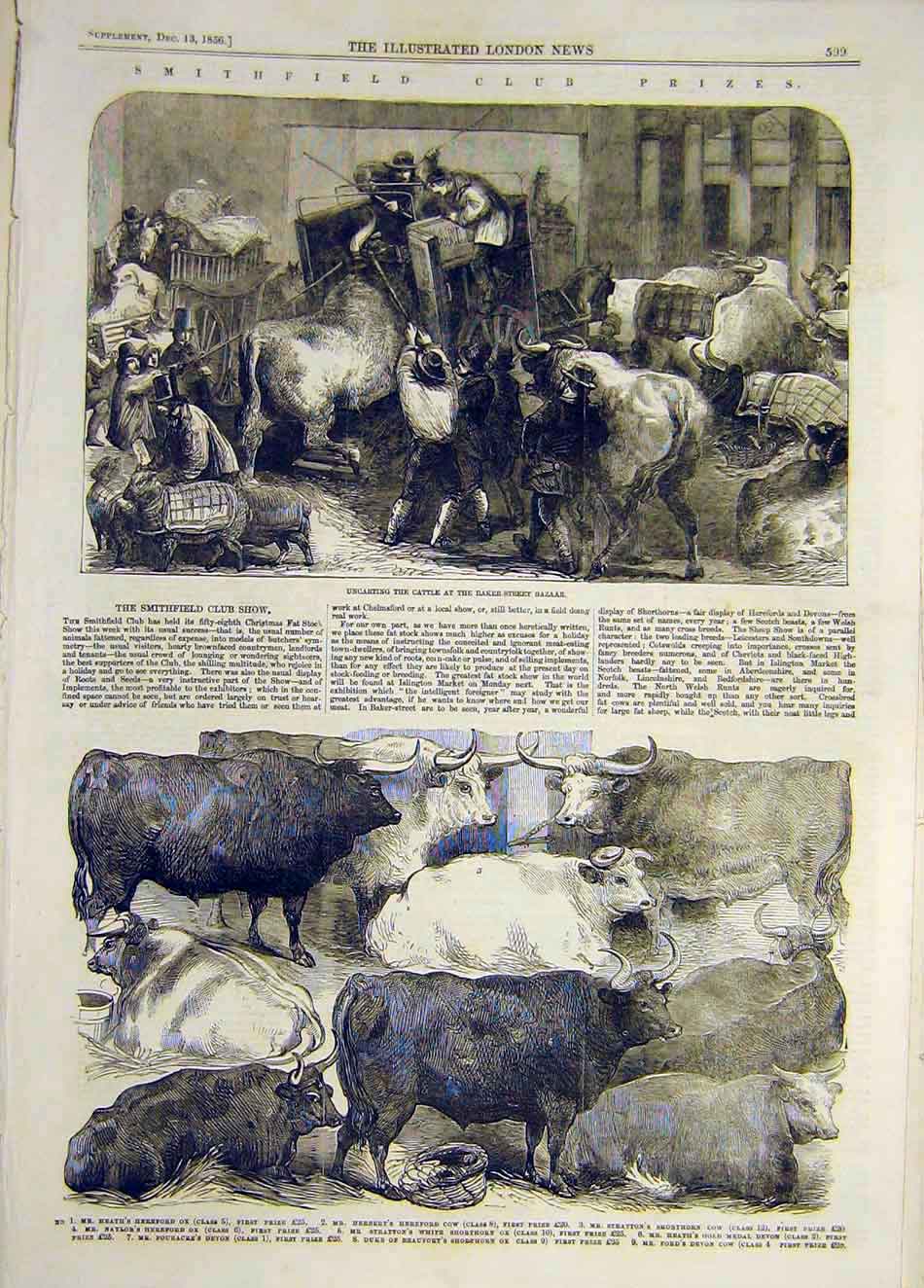 Original Old Antique Print 1856 Cattle Bazaar Hereford Ox Cow Shorthorn Animal