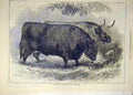 Original Old Antique Print 1872 Prize Oxen Smithfield Cattle Show Animal 19th