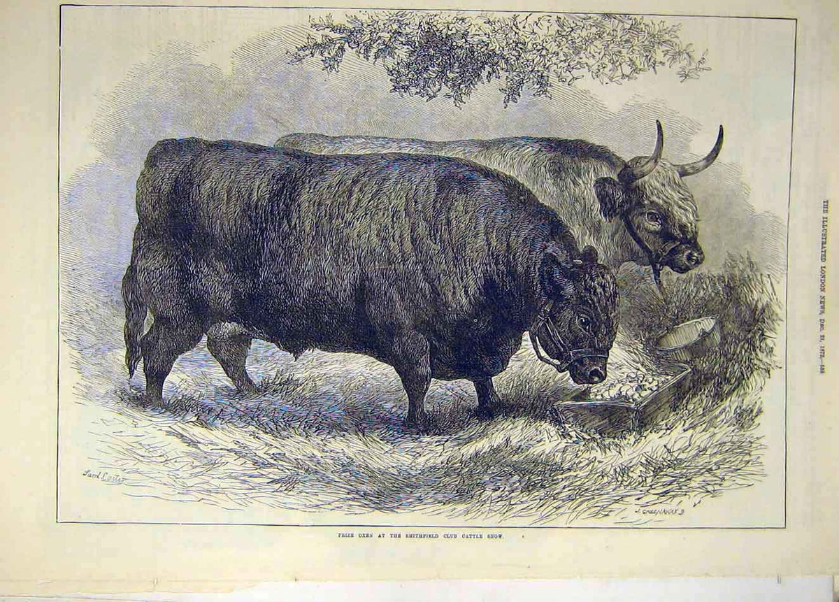 Original Old Antique Print 1872 Prize Oxen Smithfield Cattle Show Animal 19th