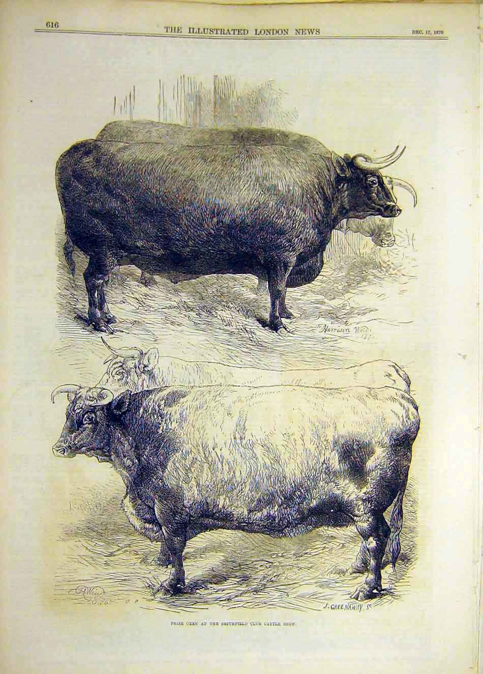Original Old Antique Print 1870 Prize Oxen Smithfield Cattle Show Animal 19th