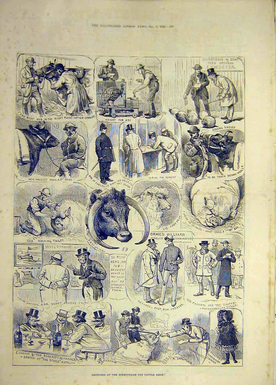 Original Old Antique Print 1882 Birmingham Fat-Cattle Show Sketches Animal 19th