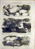 Original Old Antique Print 1856 Smithfield Club Prizes Animals Pigs Cattle Sheep