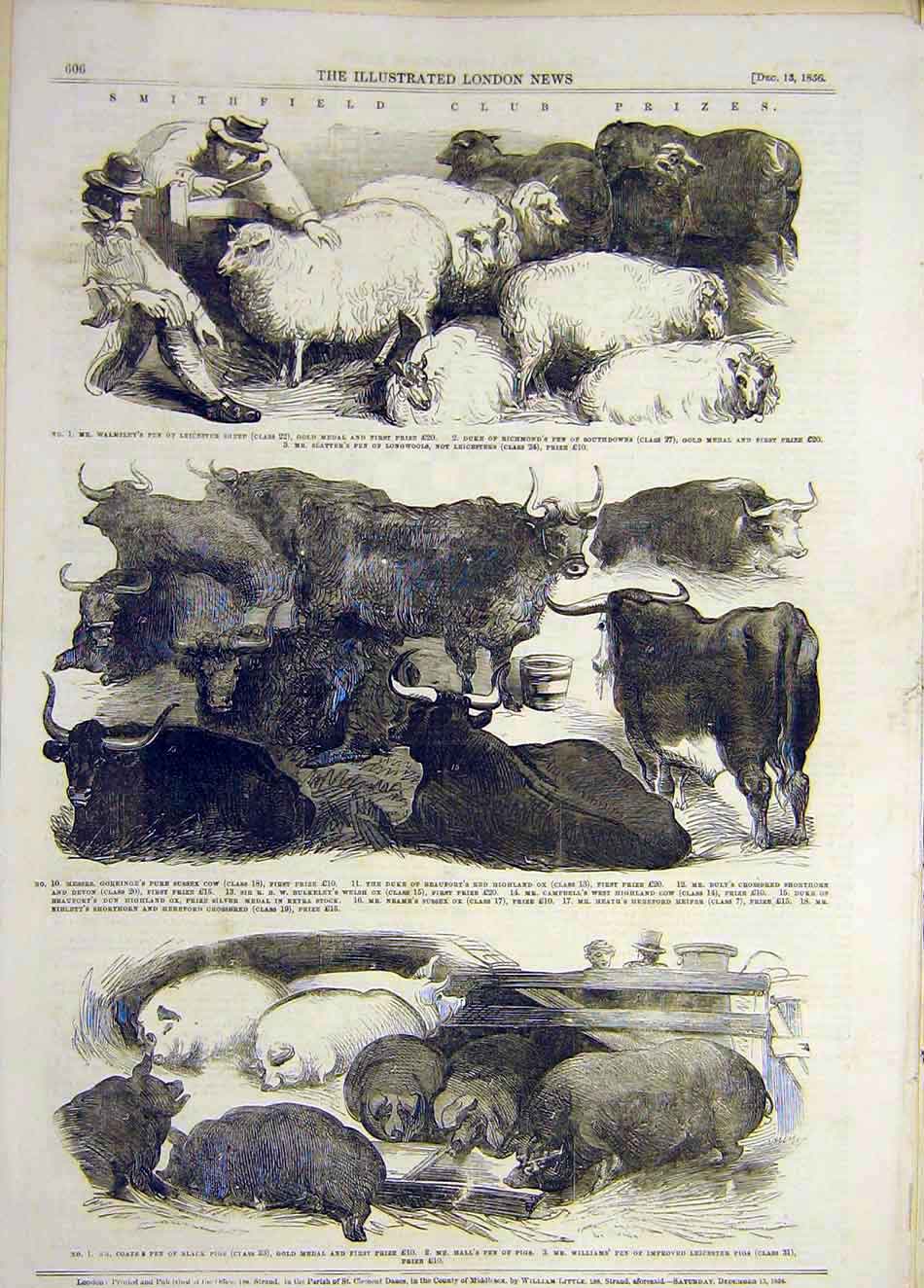 Original Old Antique Print 1856 Smithfield Club Prizes Animals Pigs Cattle Sheep