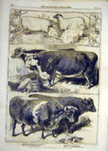 Original Old Antique Print 1860 Prize Animals Smithfield Cattle Show Sheep 19th