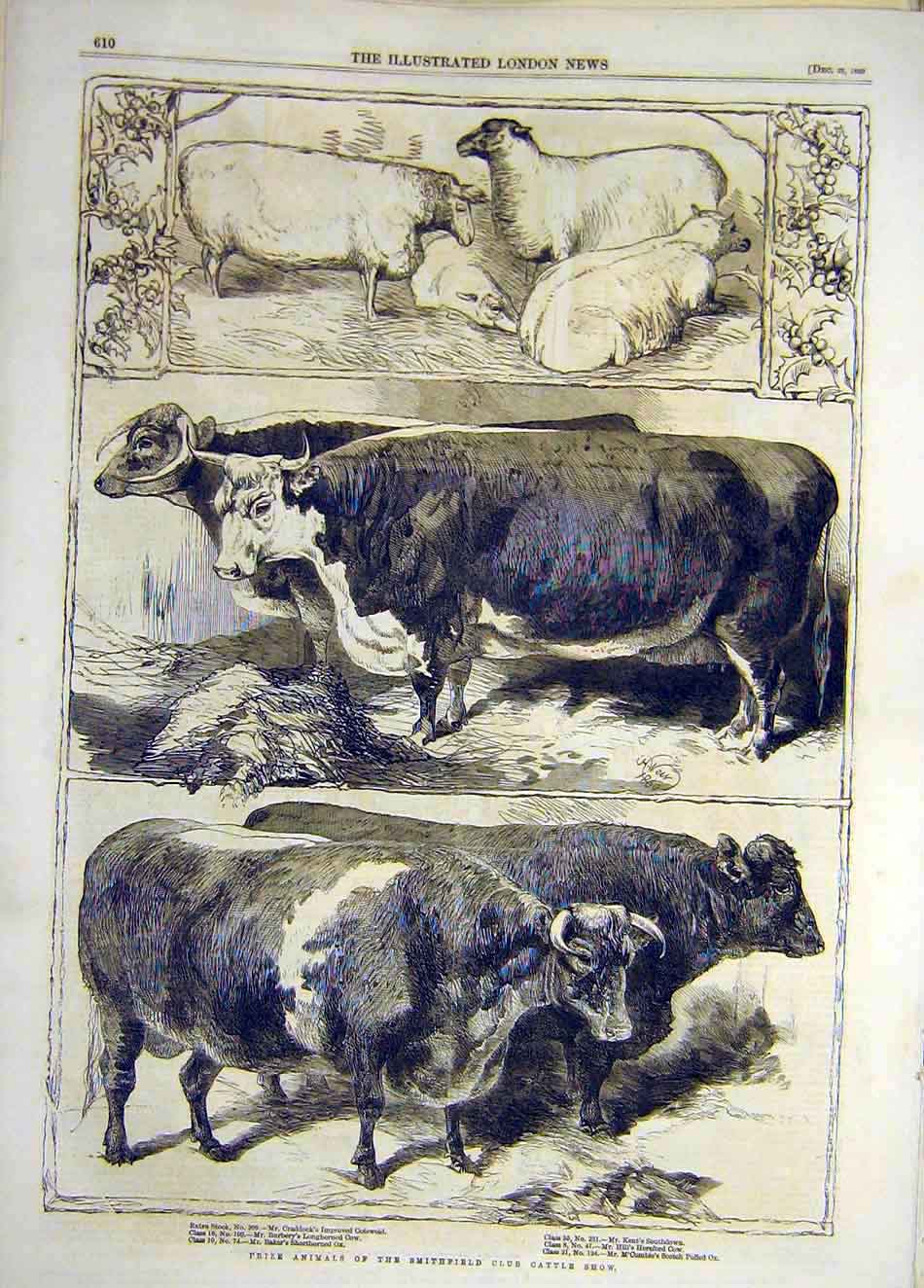 Original Old Antique Print 1860 Prize Animals Smithfield Cattle Show Sheep 19th
