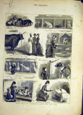Original Old Antique Print 1881 Birmingham Cattle Dog Show Sketches Animal 19th