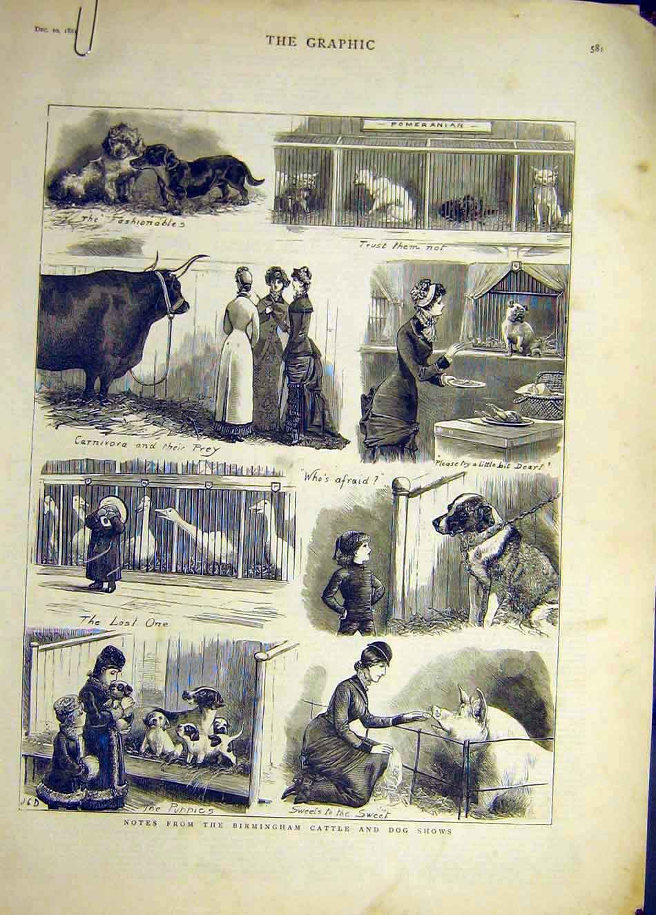 Original Old Antique Print 1881 Birmingham Cattle Dog Show Sketches Animal 19th