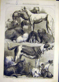 Original Old Antique Print 1862 Islington Dog Show Prize-Dogs Animal Victorian