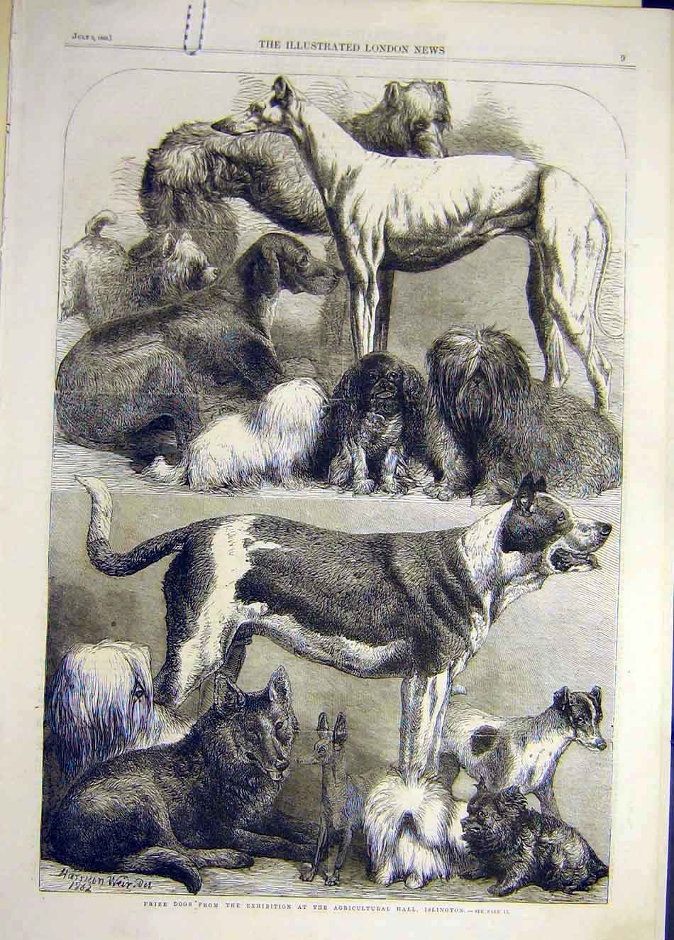 Original Old Antique Print 1862 Islington Dog Show Prize-Dogs Animal Victorian