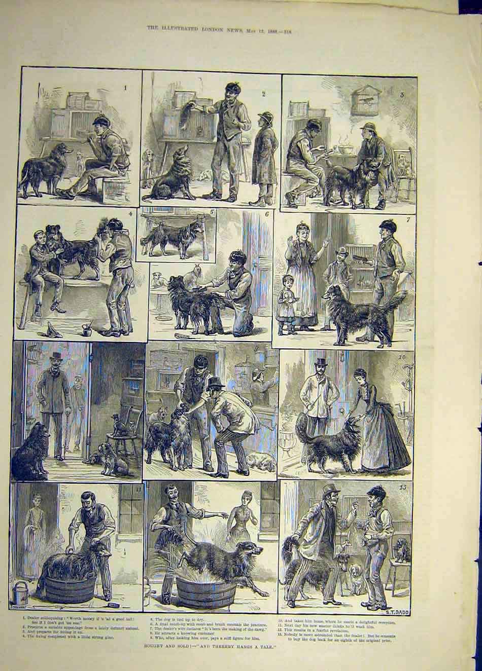 Original Old Antique Print 1888 Sketches Dadd Dog Pet-Shop Pound SAnimal Tail