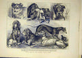 Original Old Antique Print 1865 Dog Show Islington Dogs People Animal Victorian