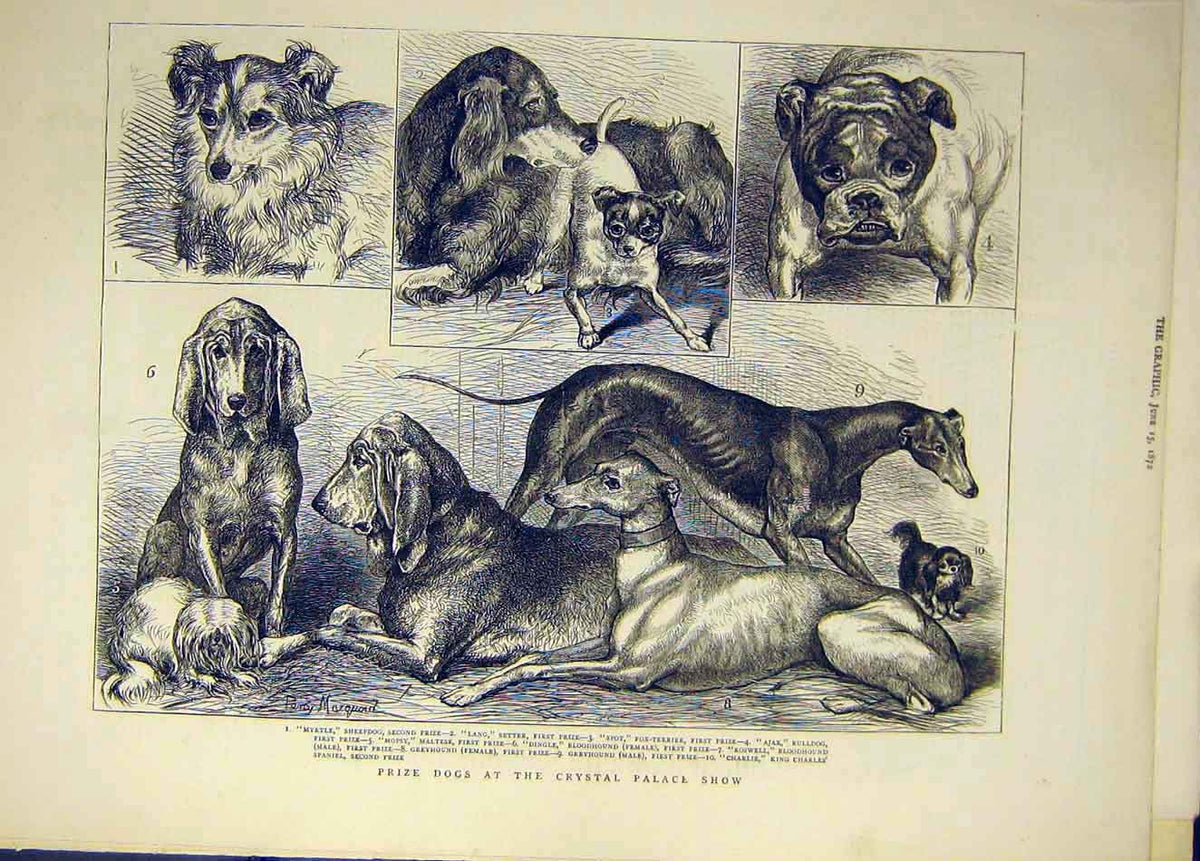 Original Old Antique Print 1865 Dog Show Islington Dogs People Animal Victorian