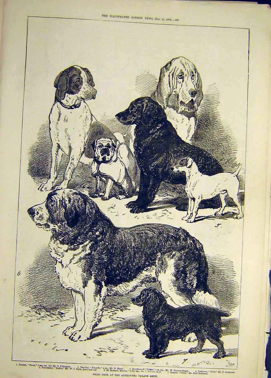 Original Old Antique Print 1878 Prize Dogs Alexander Palace Show Animal 19th