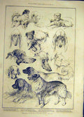 Original Old Antique Print 1886 Kennel Club Dog Show Royal Aquarium Dogs Animal