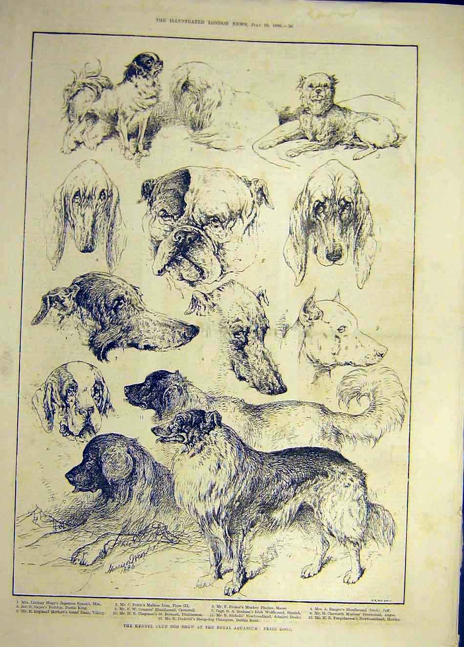 Original Old Antique Print 1886 Kennel Club Dog Show Royal Aquarium Dogs Animal