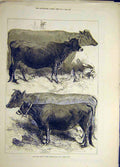 Original Old Antique Print 1876 Dairy Show Agricultural Cows Cattle Animal 19th