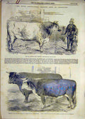 Original Old Antique Print 1856 Chelmsford Royal Show Bull Hereford Cattle 19th