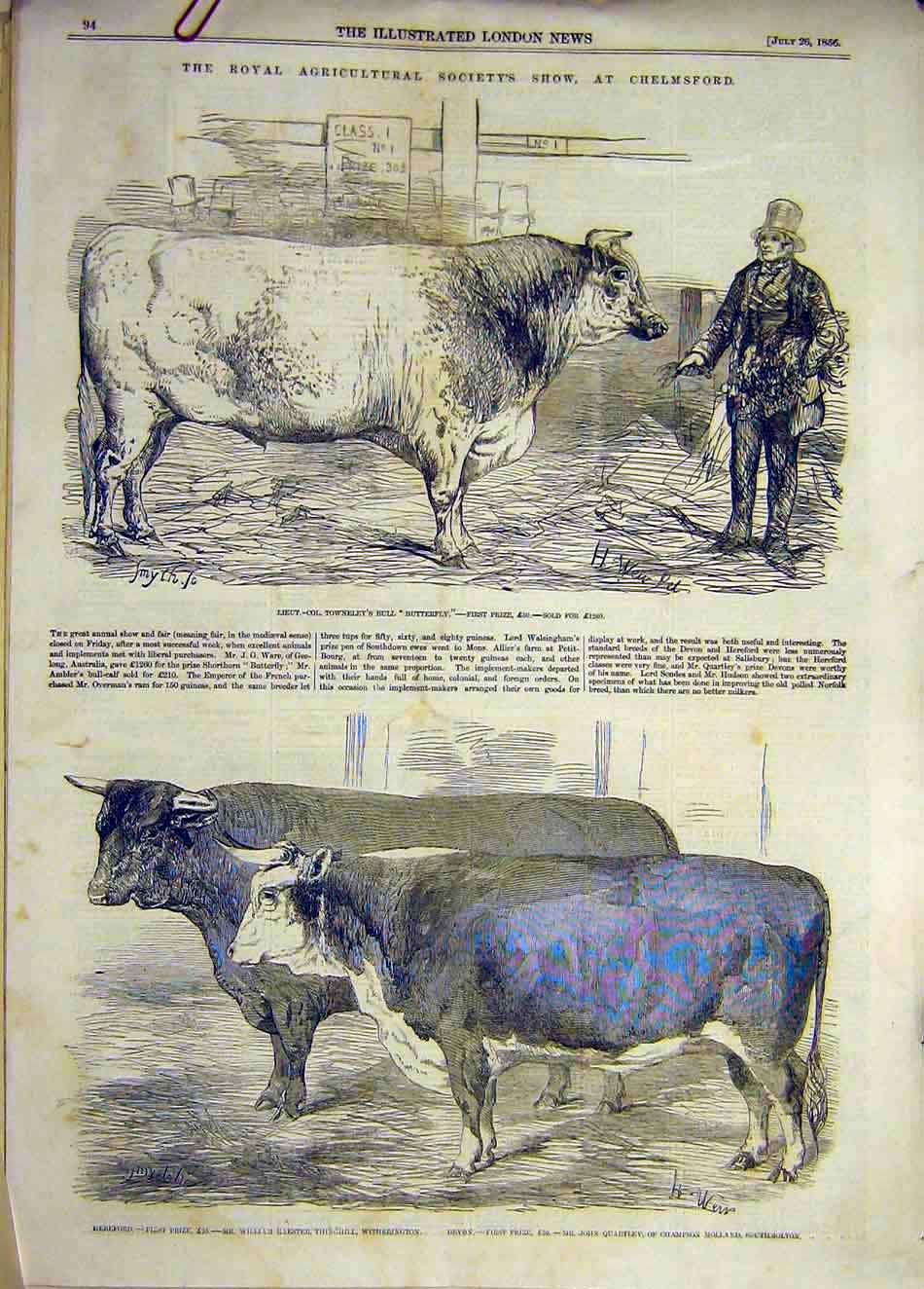 Original Old Antique Print 1856 Chelmsford Royal Show Bull Hereford Cattle 19th